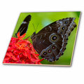 Morpho 12 Ceramic USA Blue ct-230474-4 Inch Florida, West, in Key butterfly Tile