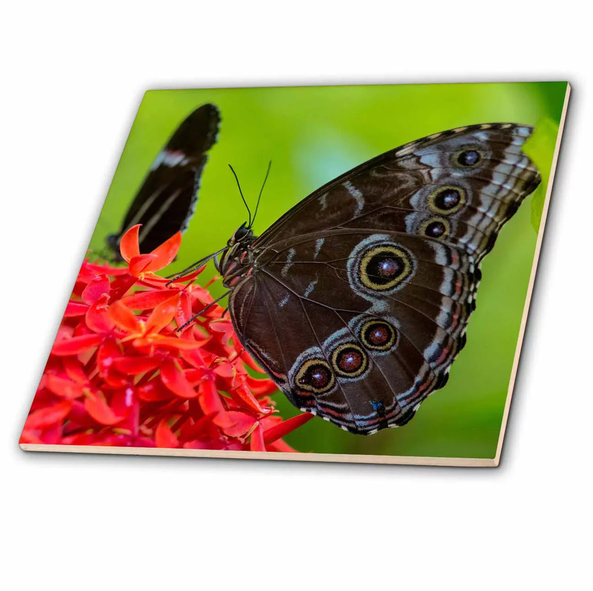 Morpho 12 Ceramic USA Blue ct-230474-4 Inch Florida, West, in Key butterfly Tile