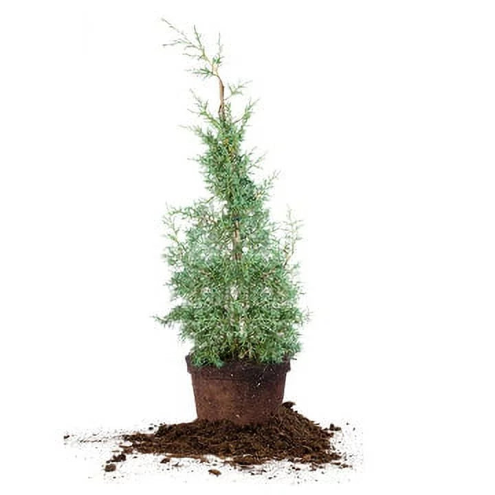 Foliage - Sapphire Gal. Tree Growing - Unique Fast Green 3 Cypress Carolina Blue