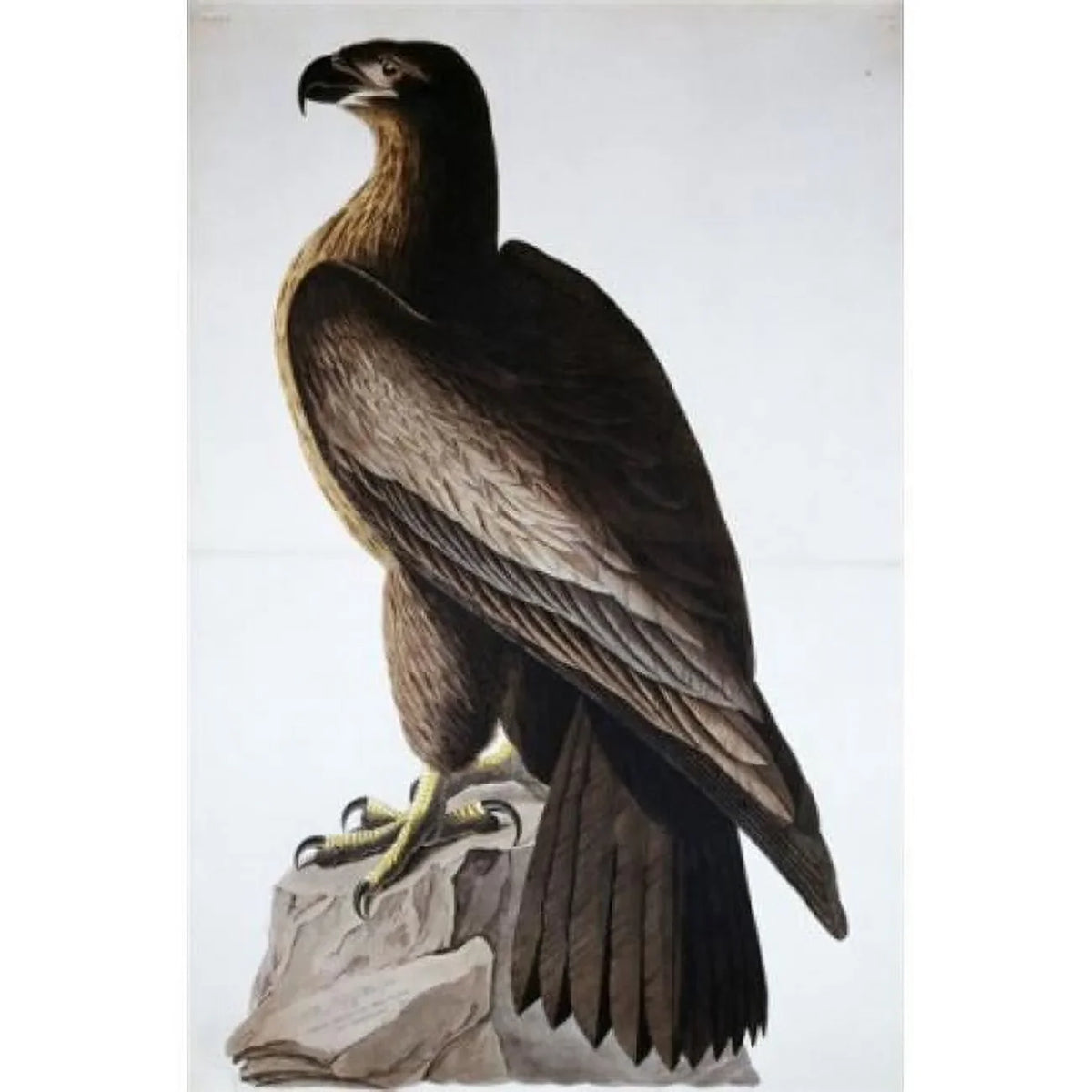 18 Great American Poster John in. Print James 1785-1851 Audubon - American x Sea 24 Eagle