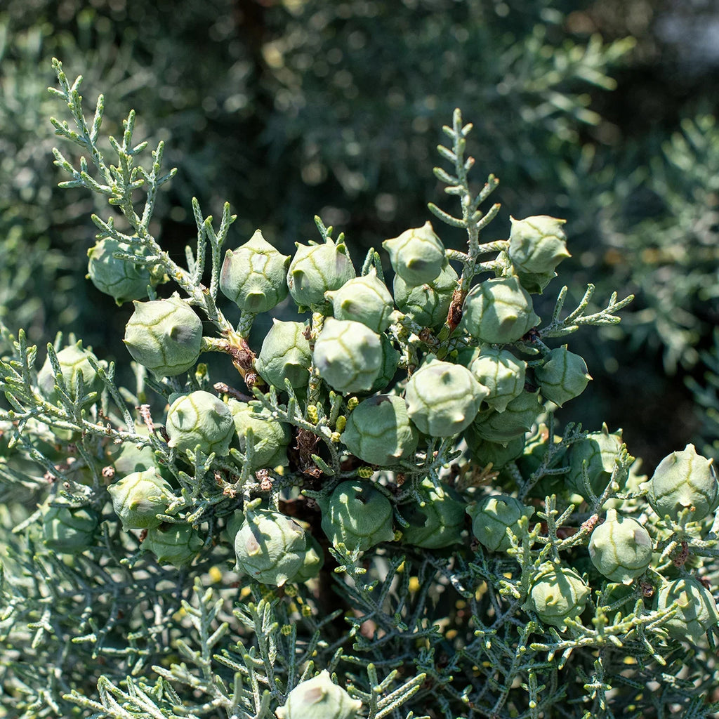 Foliage - Sapphire Gal. Tree Growing - Unique Fast Green 3 Cypress Carolina Blue