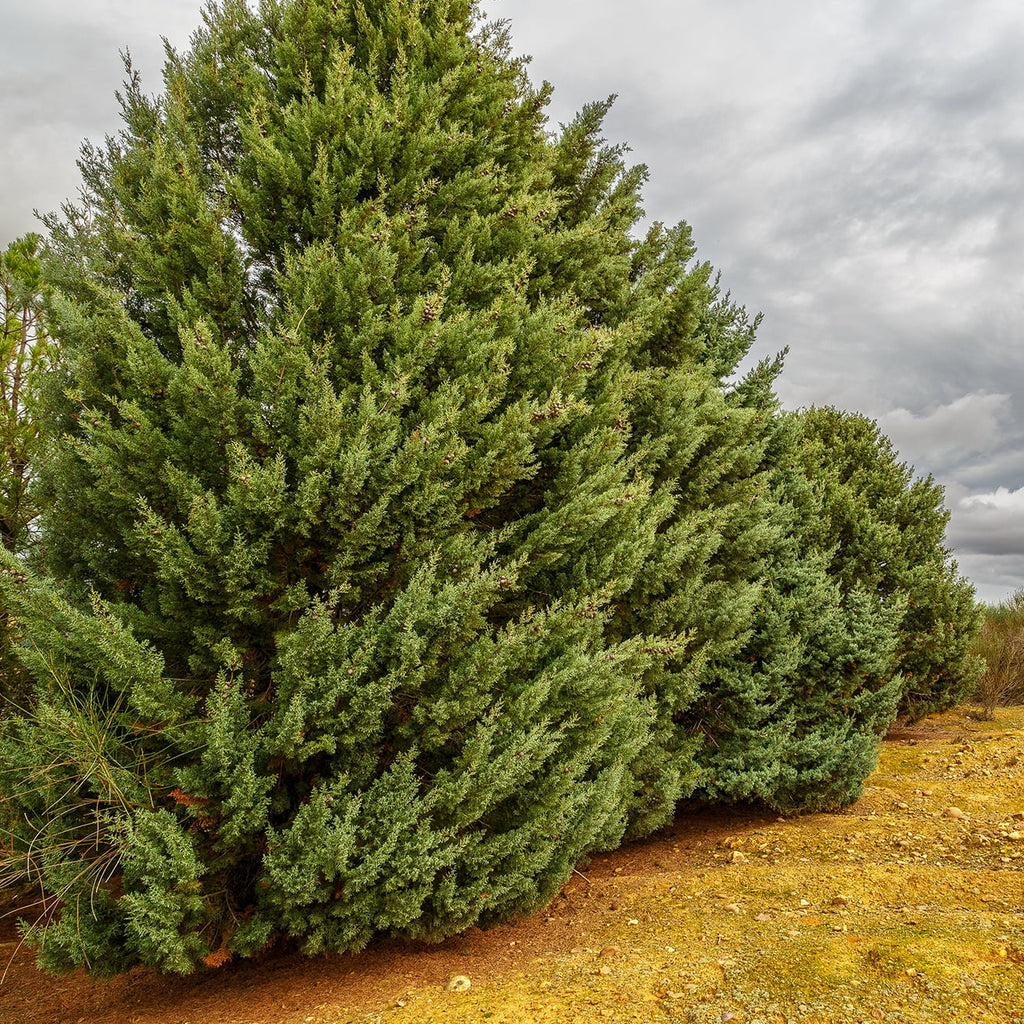 Foliage - Sapphire Gal. Tree Growing - Unique Fast Green 3 Cypress Carolina Blue