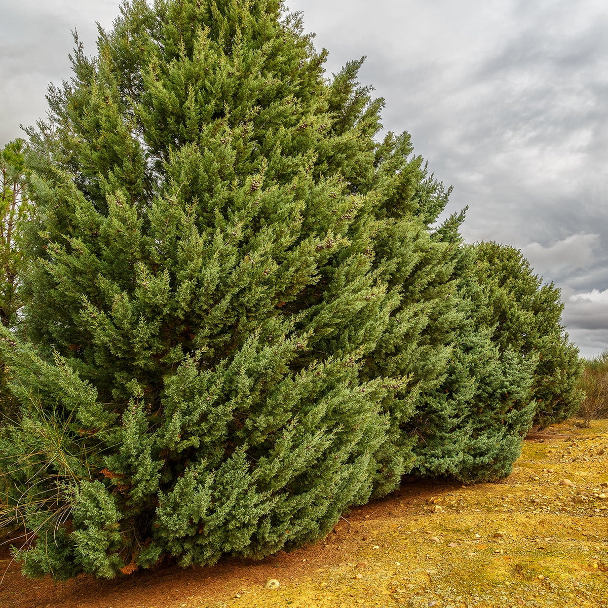 Foliage - Sapphire Gal. Tree Growing - Unique Fast Green 3 Cypress Carolina Blue