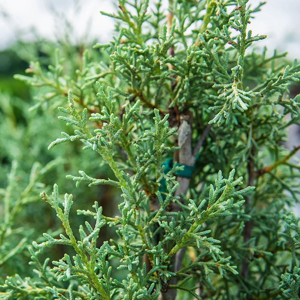 Foliage - Sapphire Gal. Tree Growing - Unique Fast Green 3 Cypress Carolina Blue