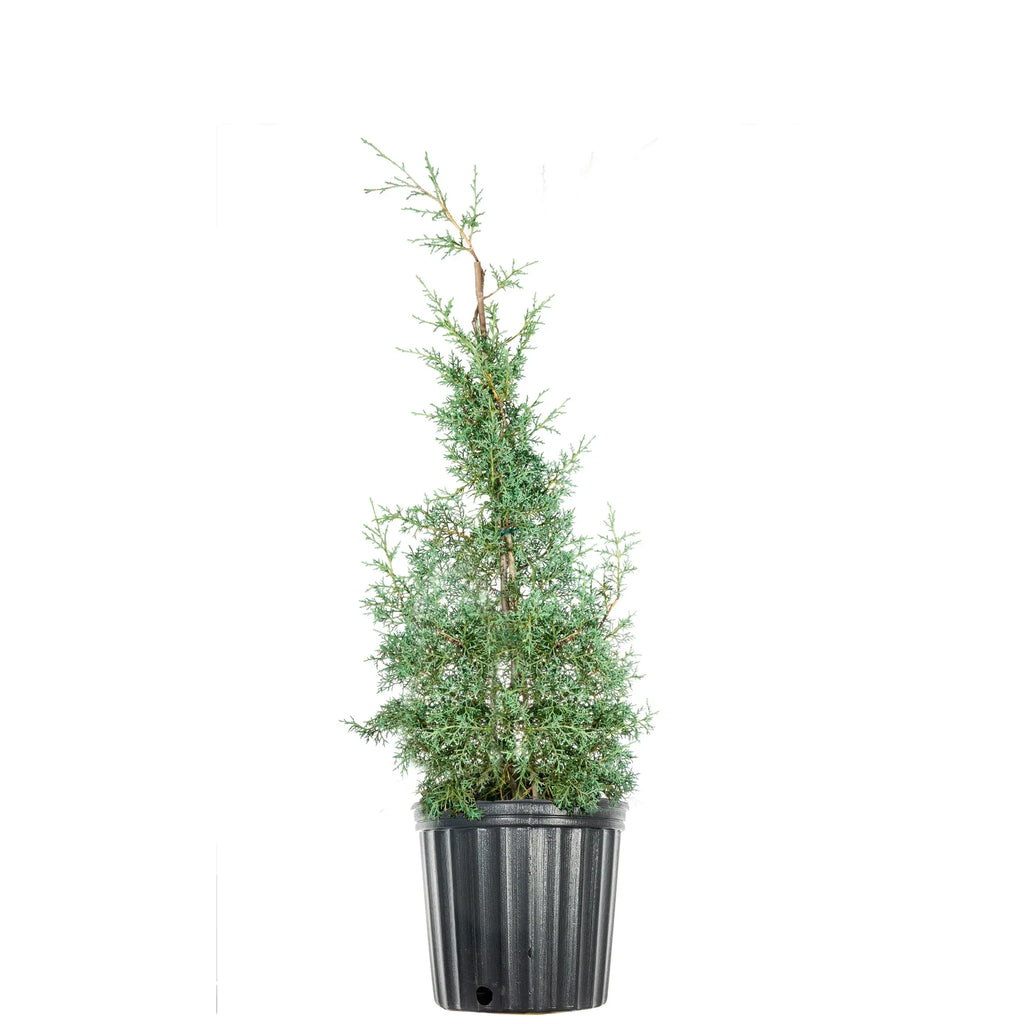 Foliage - Sapphire Gal. Tree Growing - Unique Fast Green 3 Cypress Carolina Blue